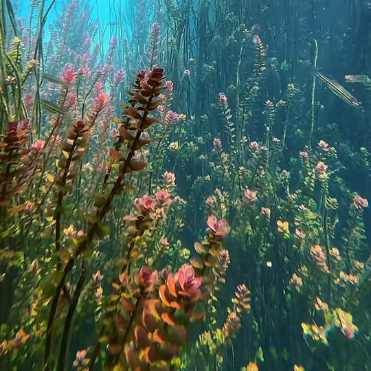 浪漫情节