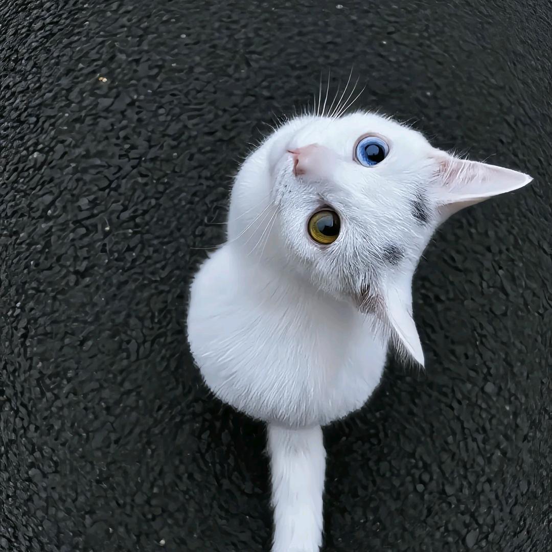 女孩纸