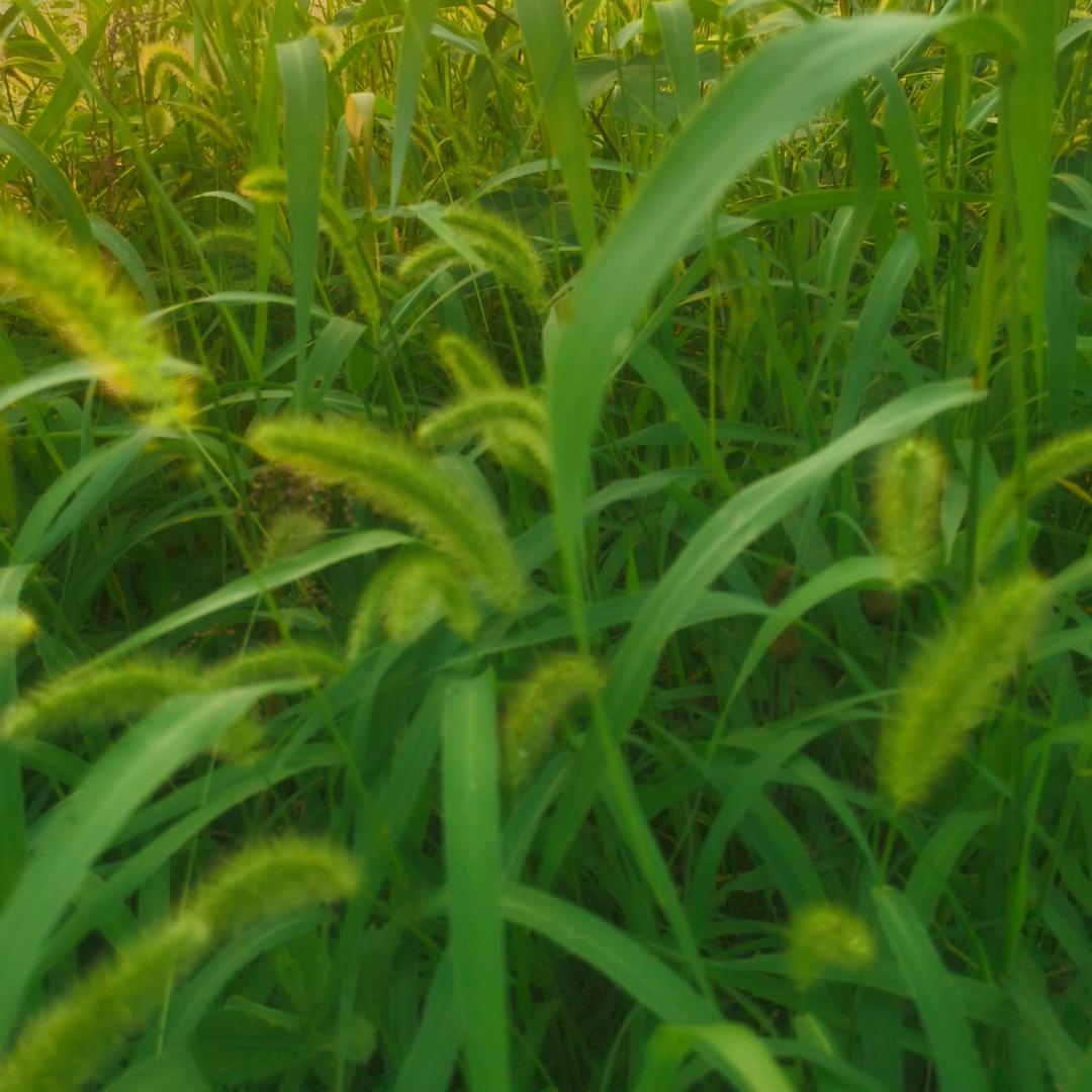 静心🎧川川