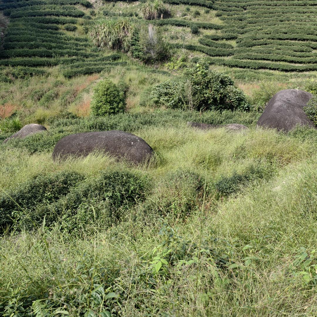 北闽贡茶，建州后村