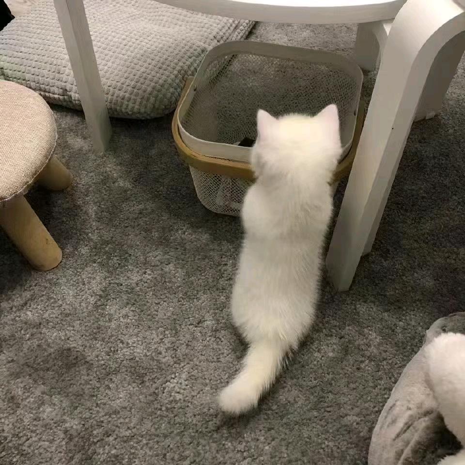 程予