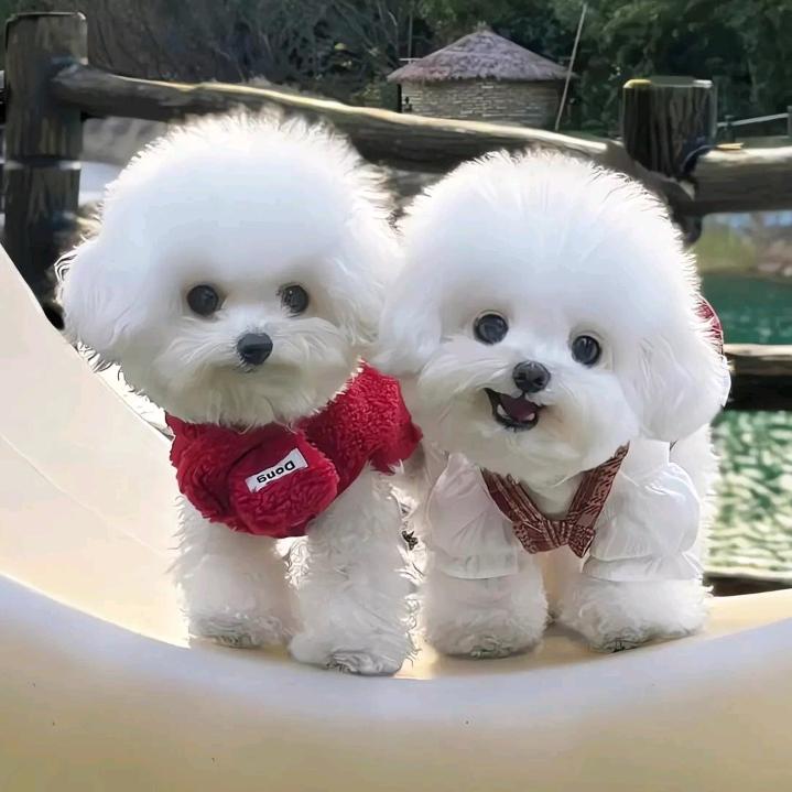 可爱的亲爱的