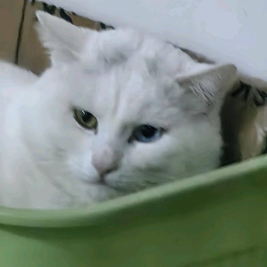 猫狗中心