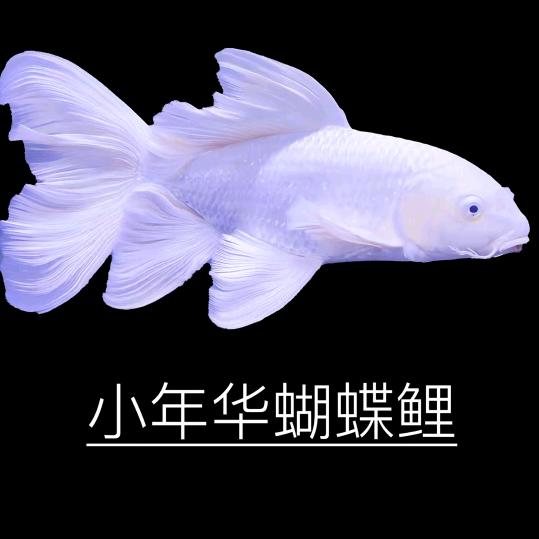 马可