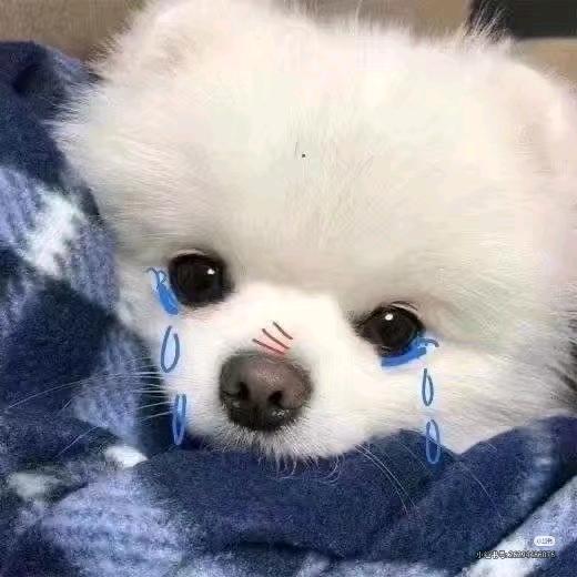小狼✨OvO的日常