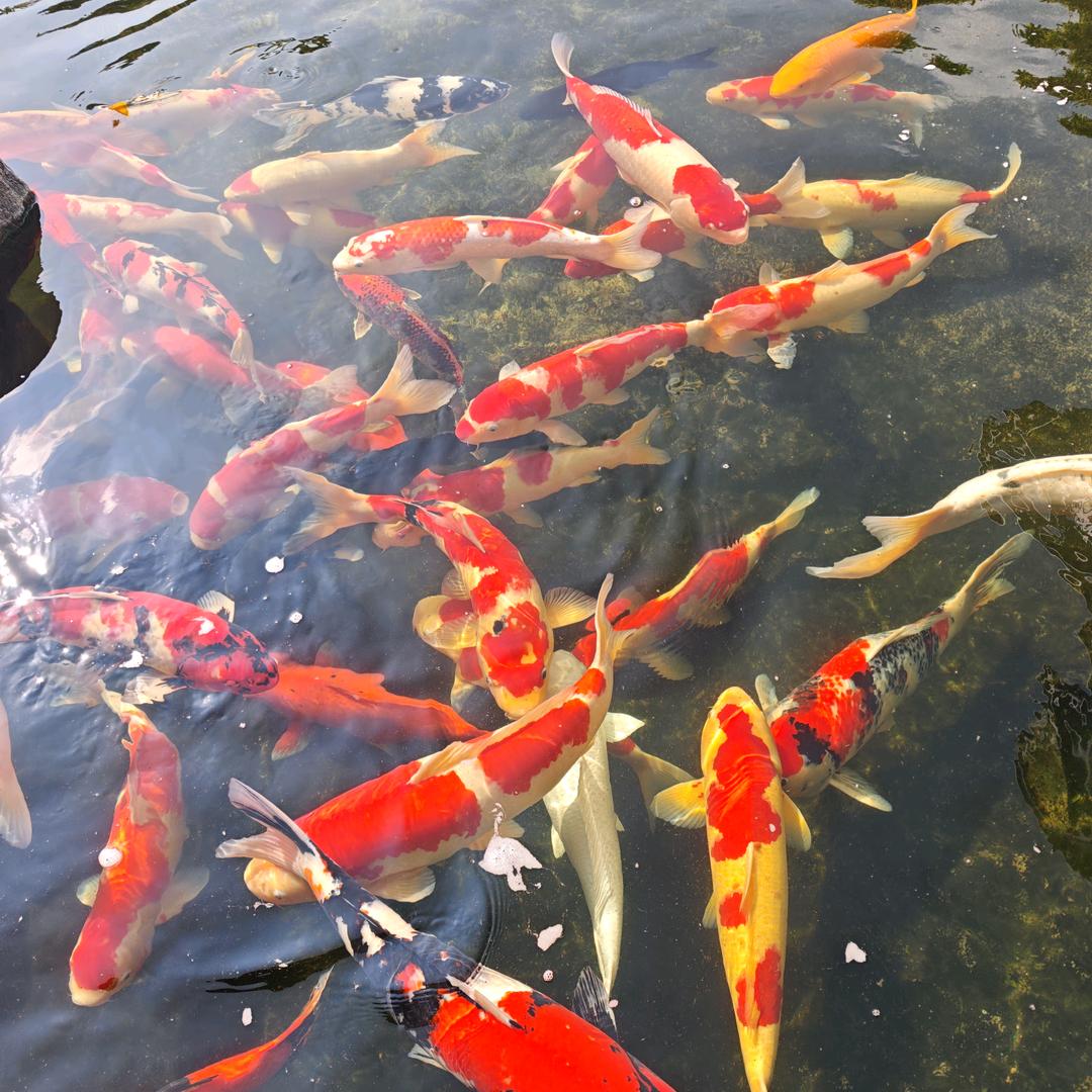惠州市六六顺吊车出租