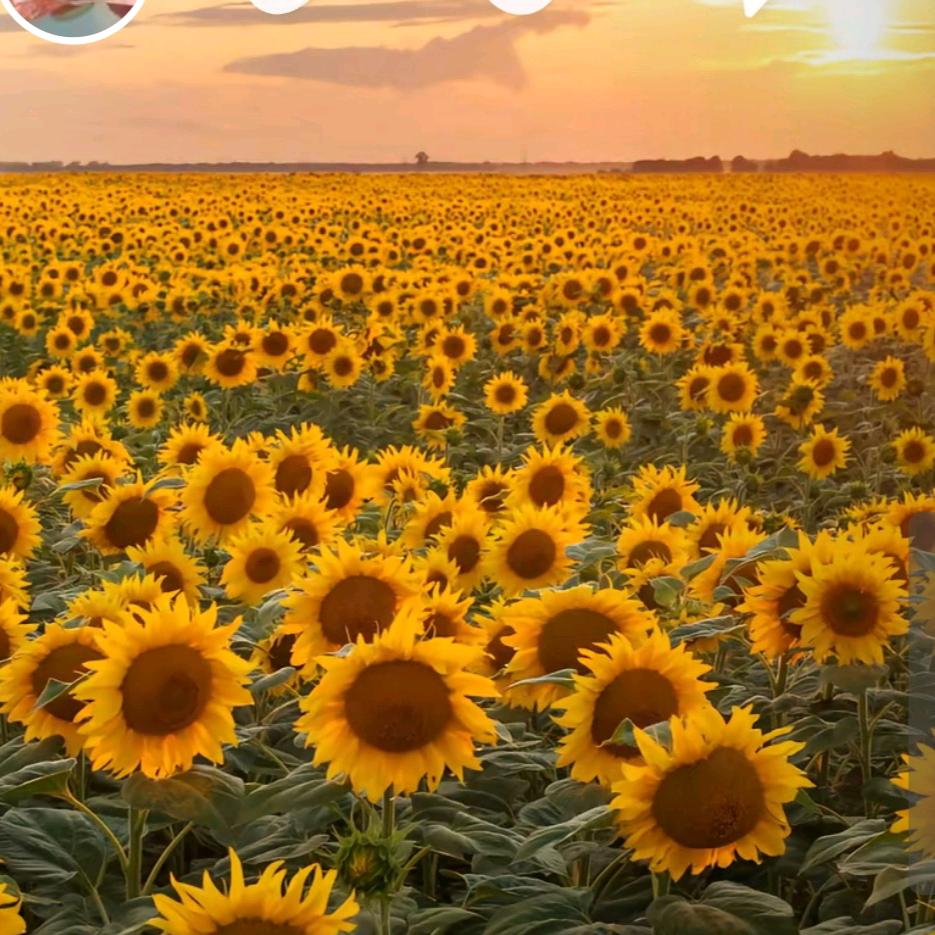 向阳花开🌻