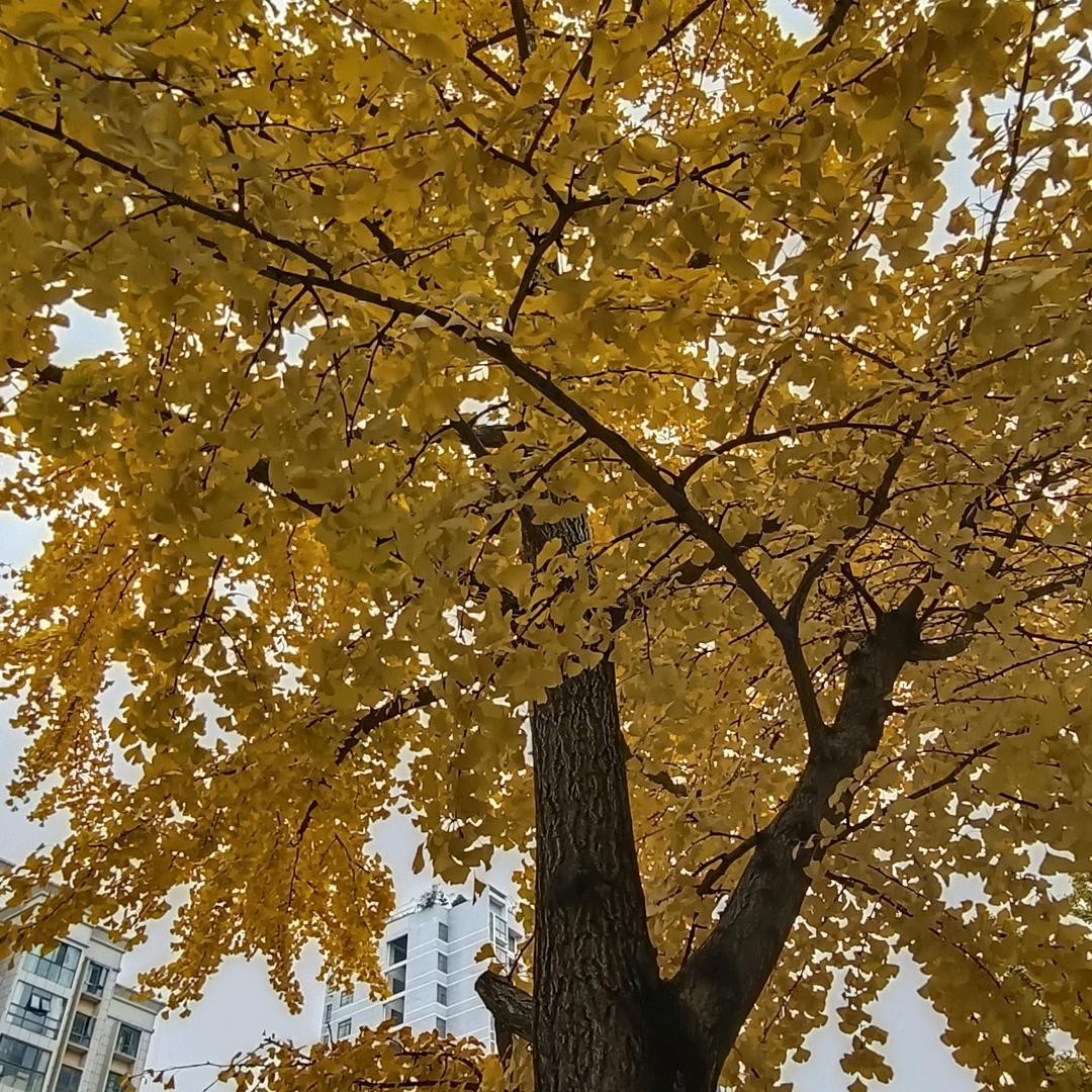 ye