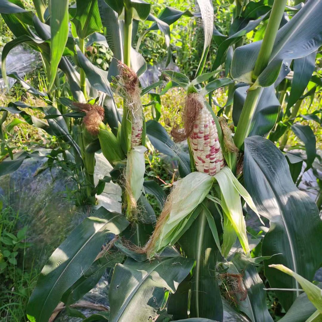 新农人推荐好物