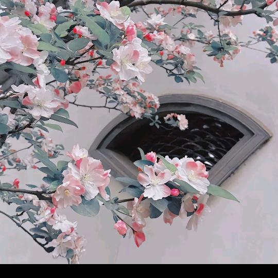 海棠枝上吟