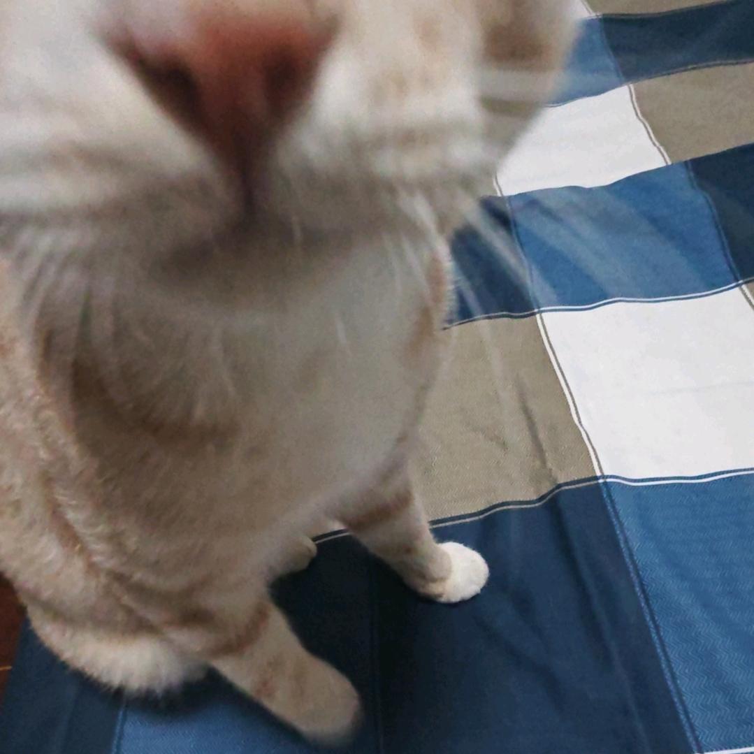 你号没了（有猫版）