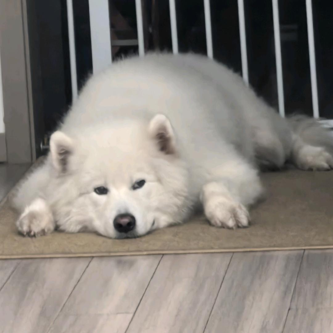 撒哈拉的冬瓜