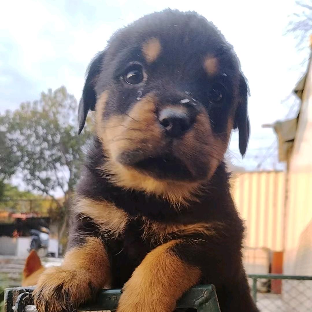 诚诚犬舍（罗威纳，五红，田园犬）养殖