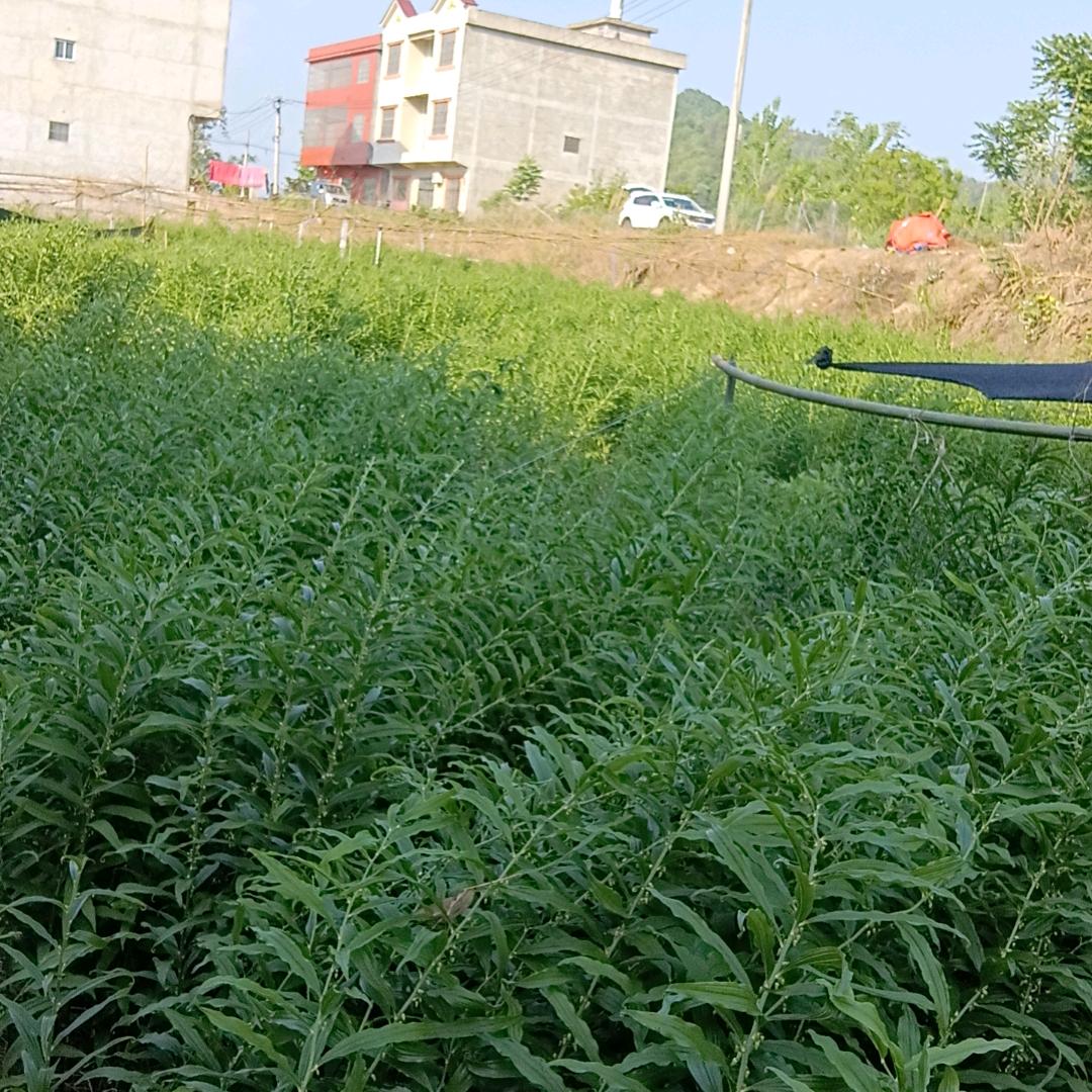 雨中送伞