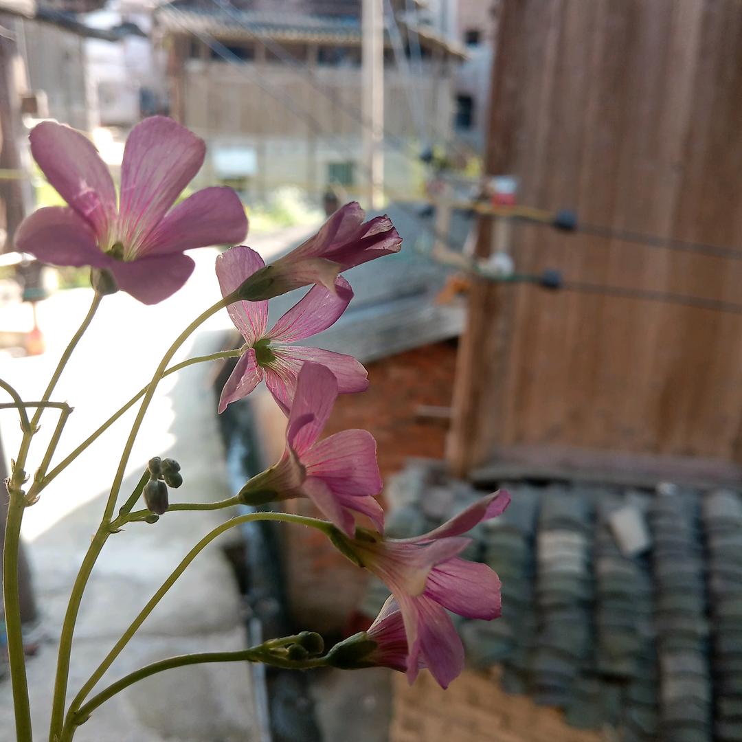 老人