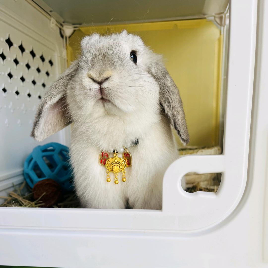 三月是只兔🐰