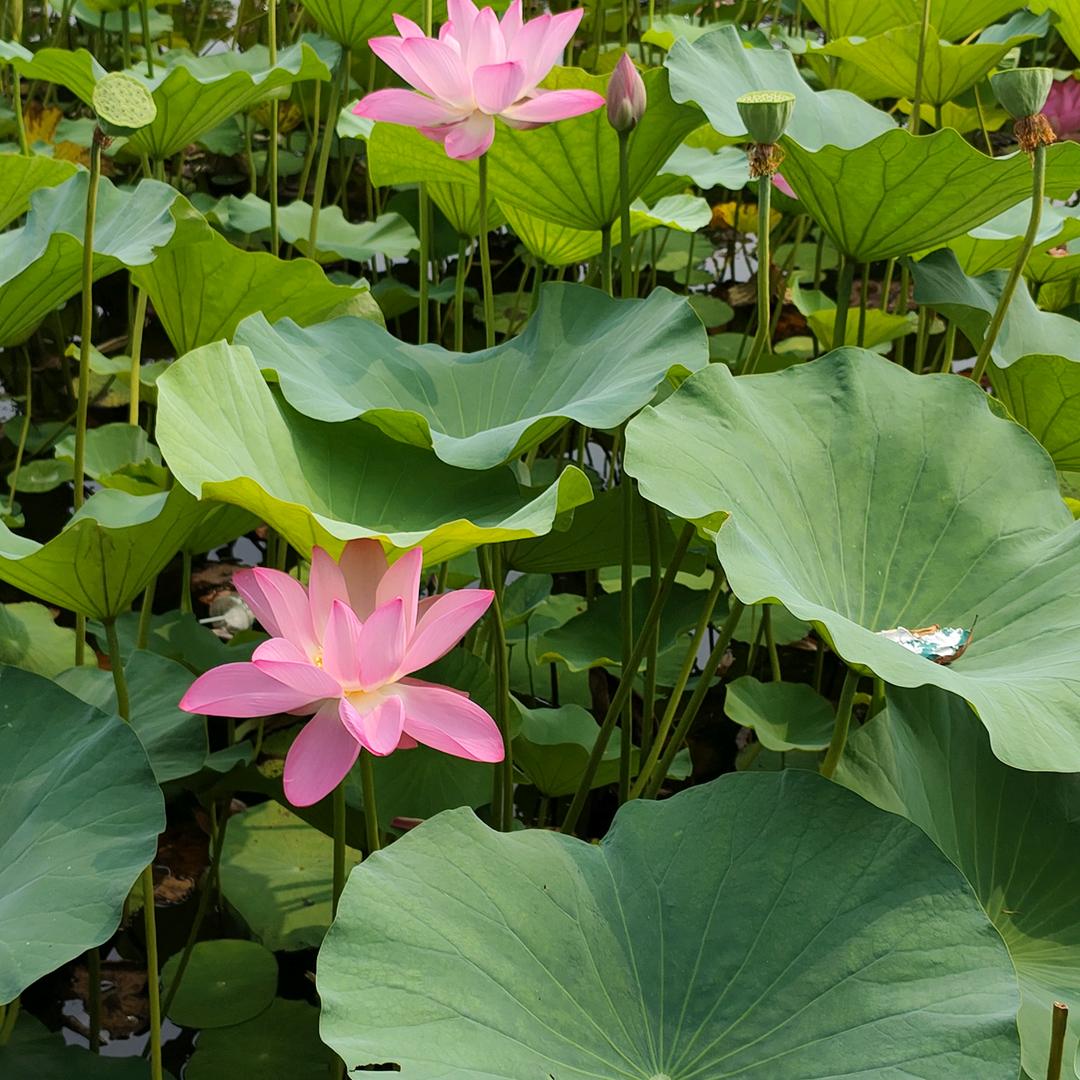 好友（求关注）