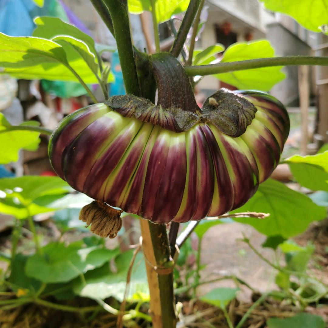 自由的：龙