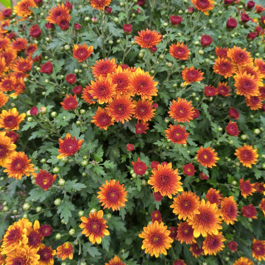 朝花西拾