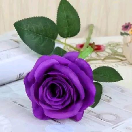 带刺的玫瑰⁵⁵²⁰