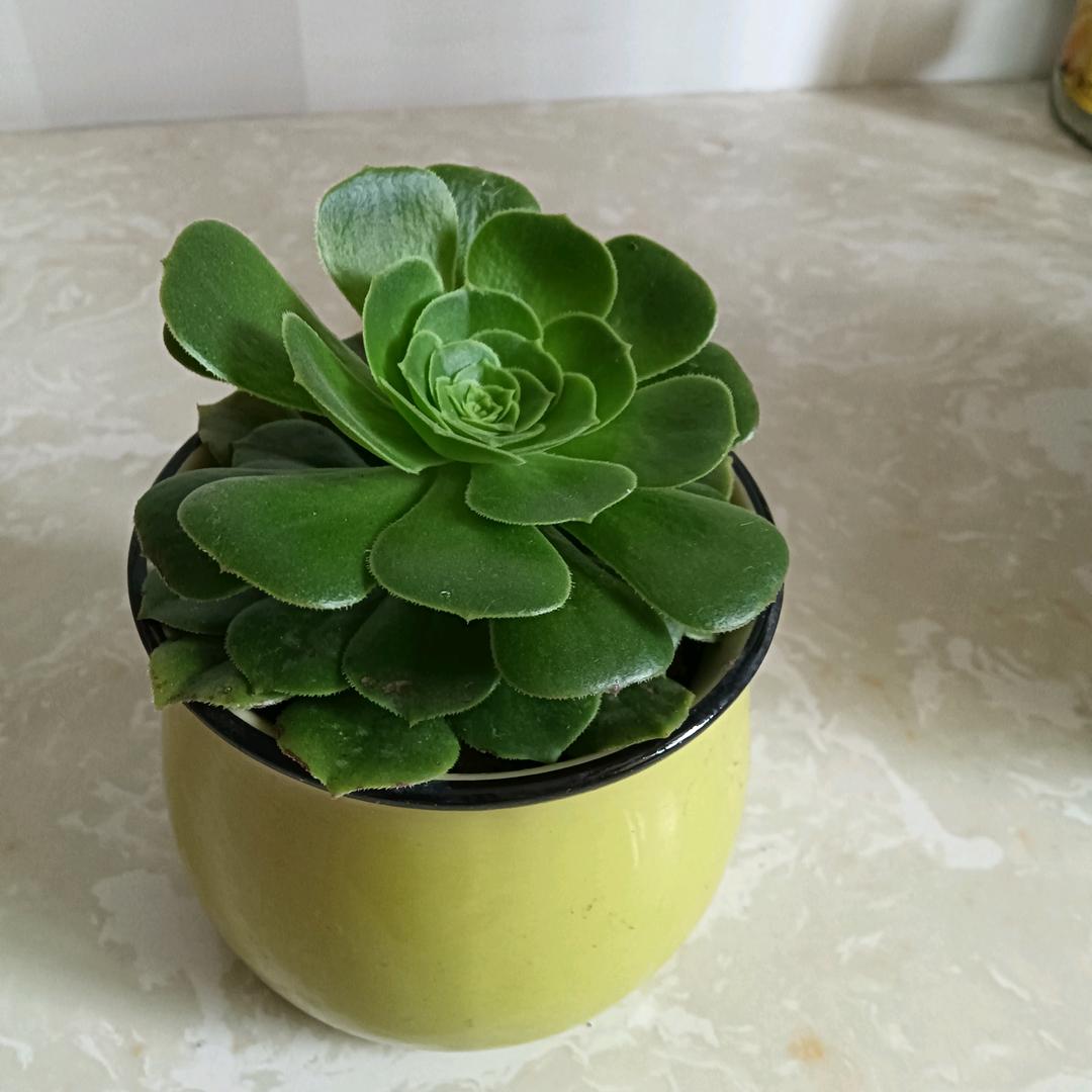 琴天