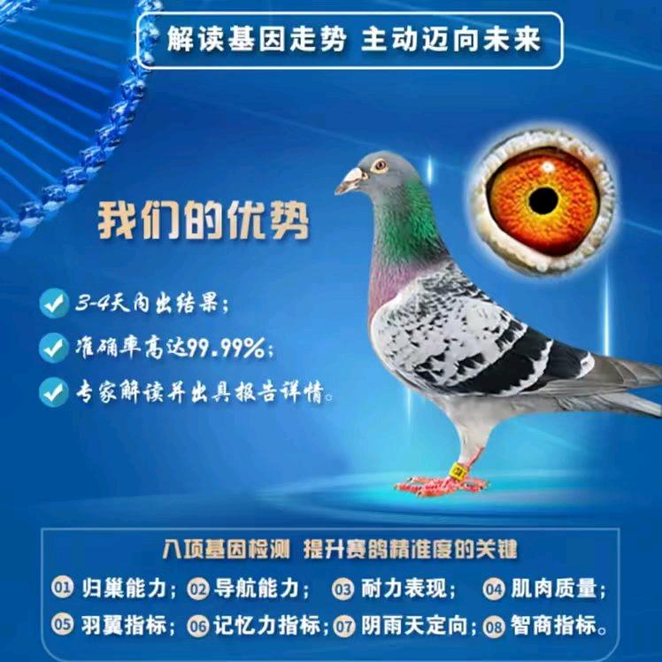 大西农赛鸽基因