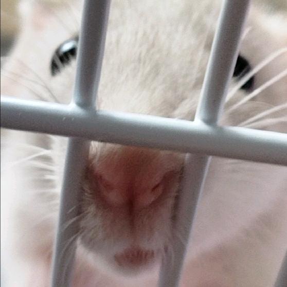 魔芋爽🐱