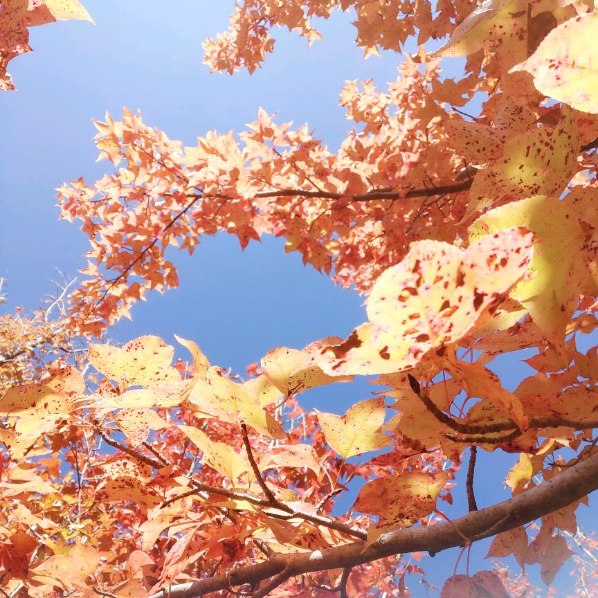 ✨紫色水晶✨️ᵏ⁹¹⁹