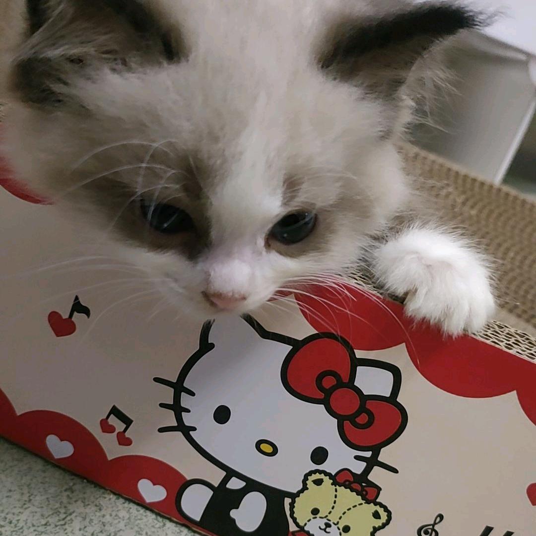 kitty🐱
