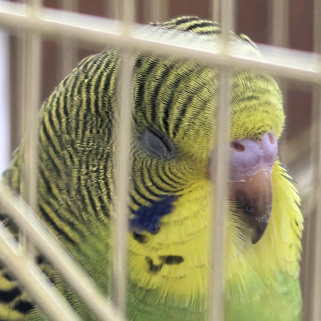 开心小鸟