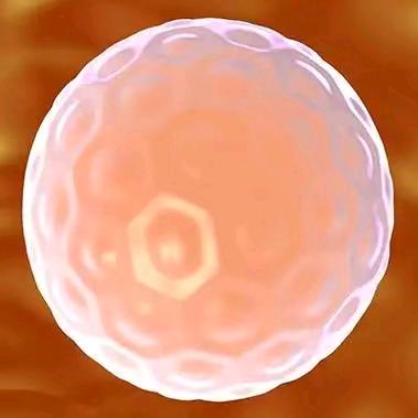 平衡阴阳备孕养胎搭子