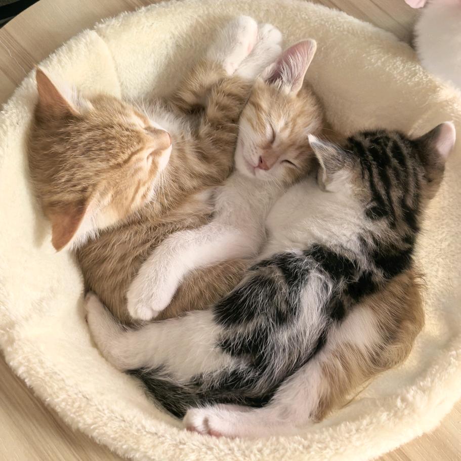 妙脆角🐱