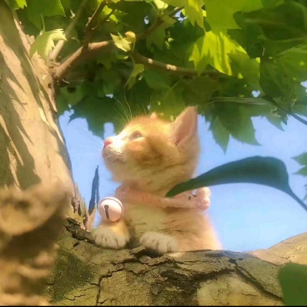 小蒲在记录_