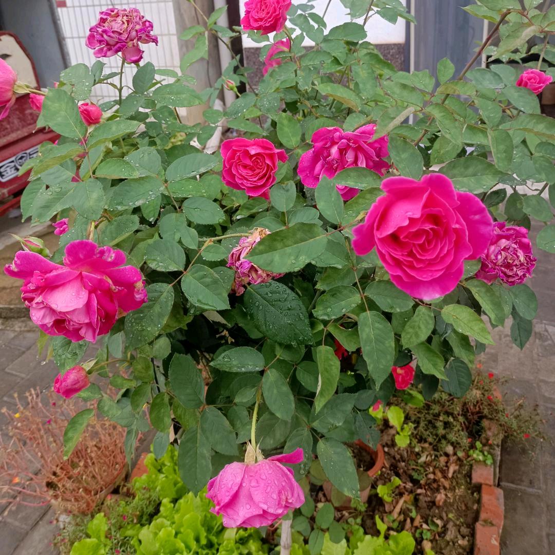 华阳老浴池：带刺的玫瑰