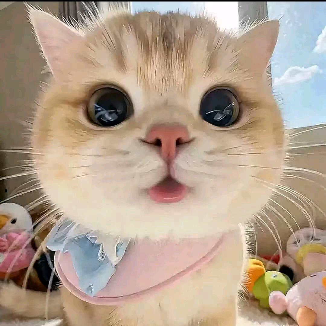 Ö椰