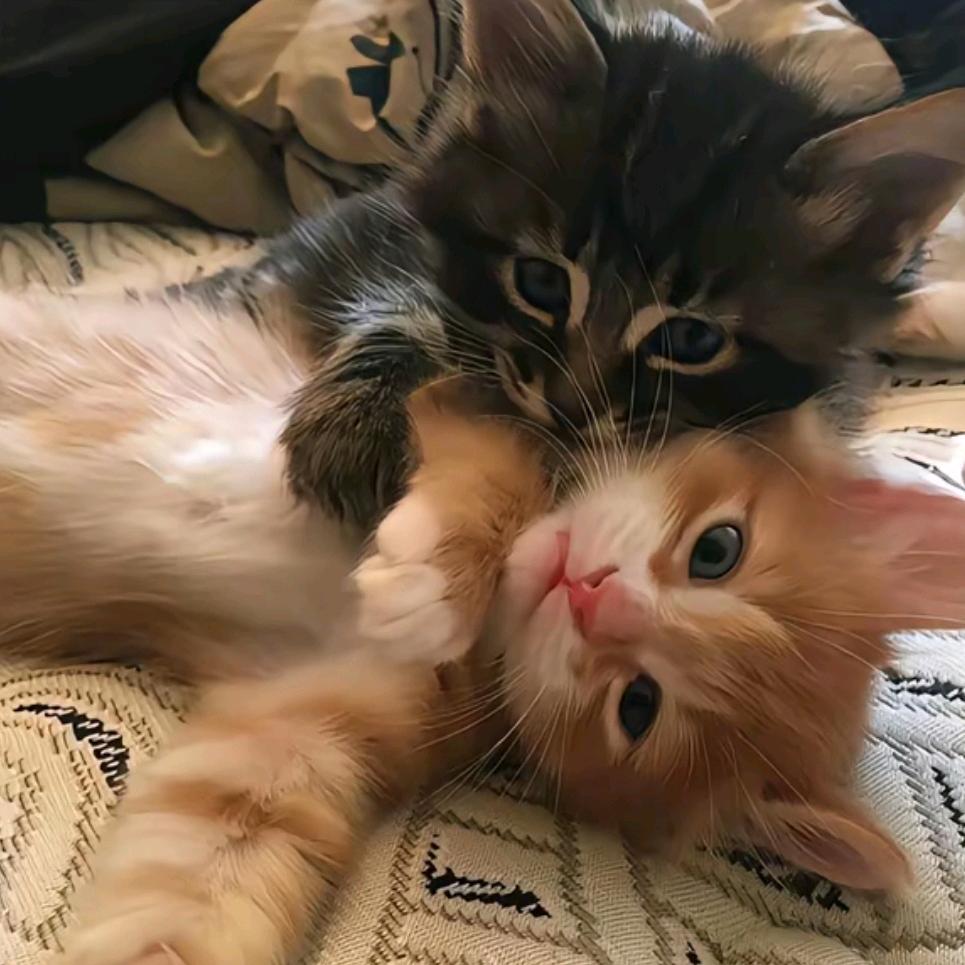 奥利奥不吃利利QWQ