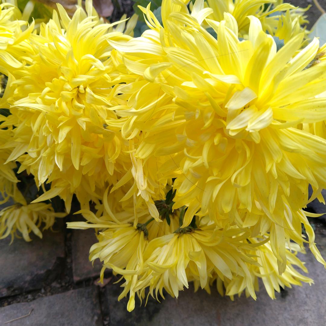 牵着二哈去赶集