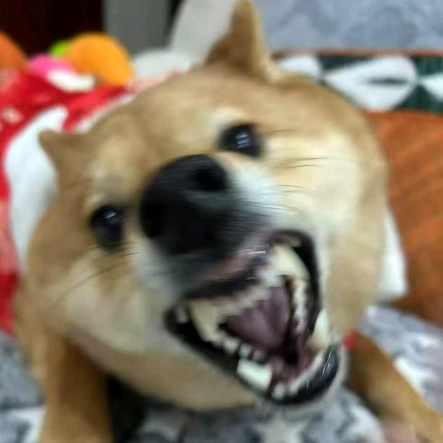 吃不吃五花肉i