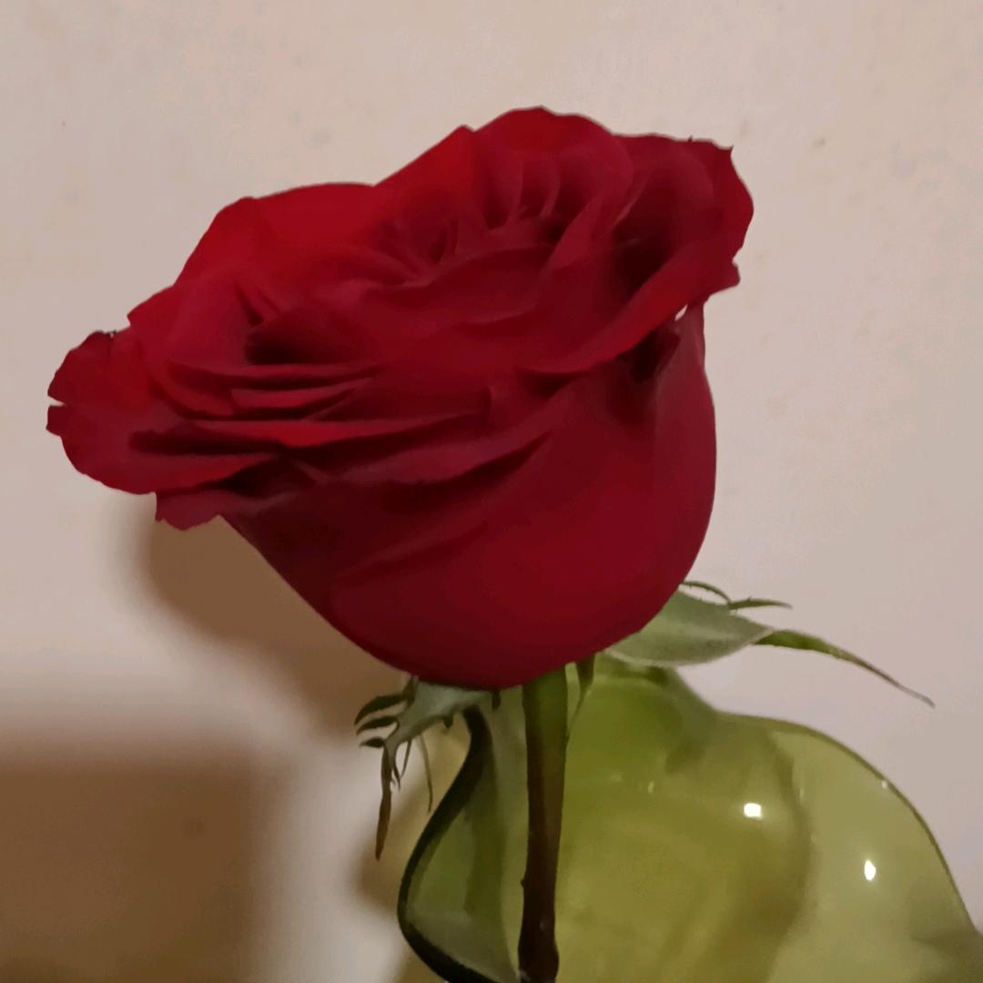 用户9828050326033