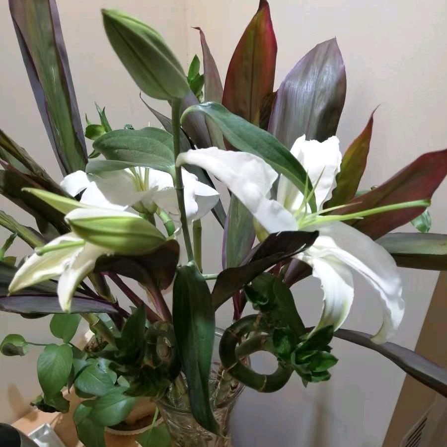 泰然若隐Calm Passion