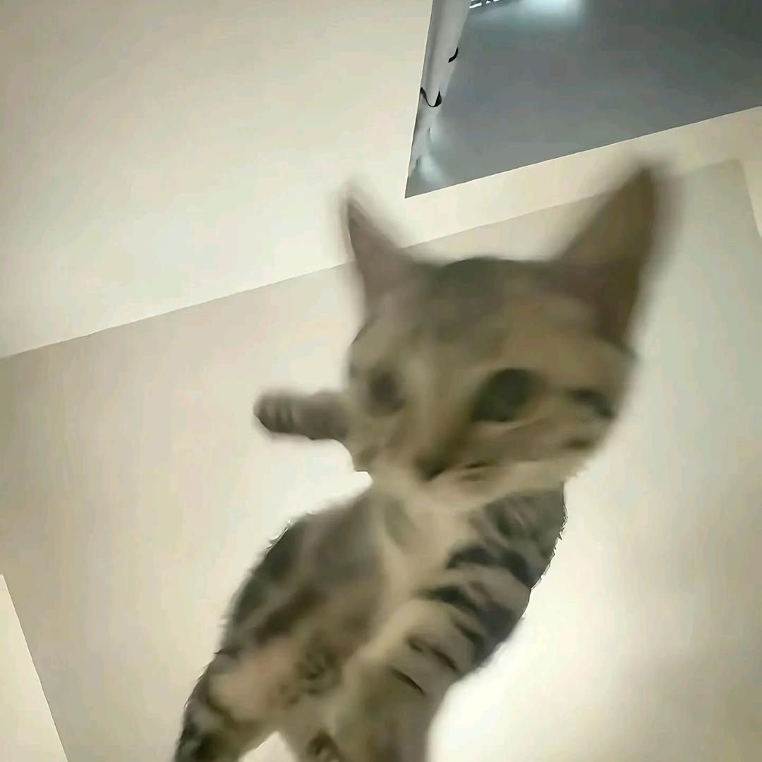 砂狼 シロコ＆小鳥遊ホシノ（暗区 Mc）