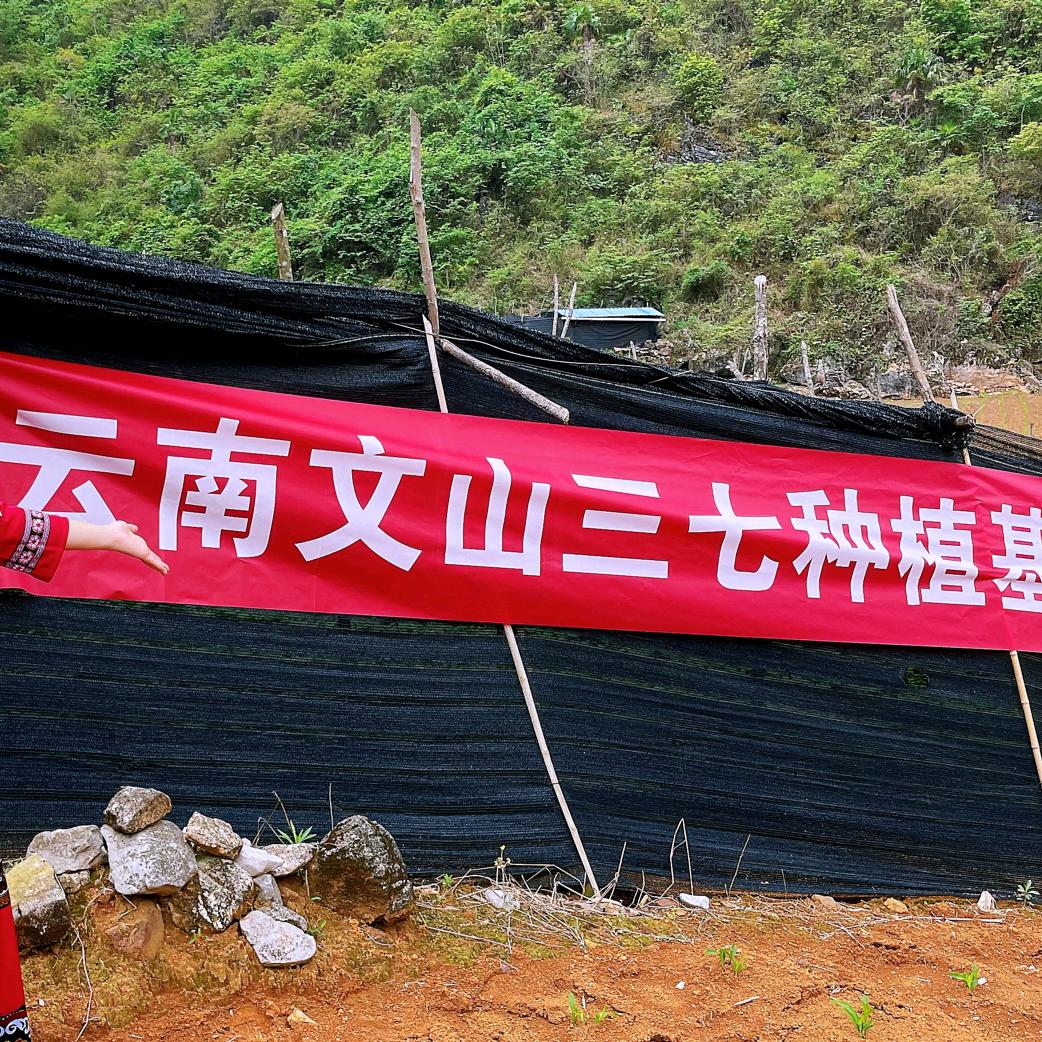 文山多依阿娜三七园