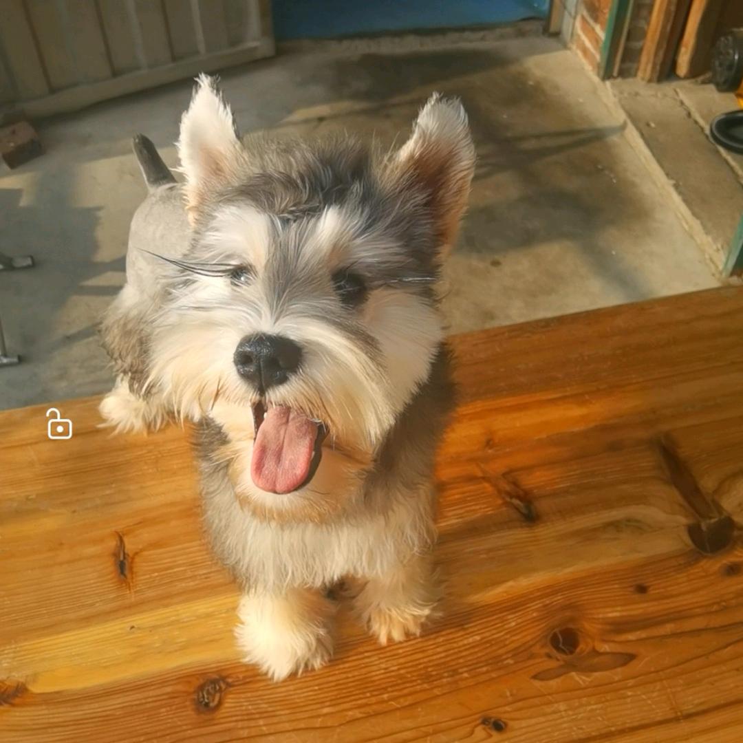 老阳雪纳瑞(爱宠居～员工2号)