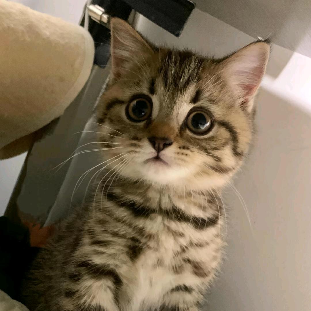 狸花猫