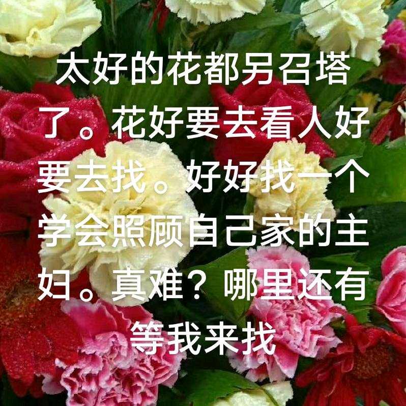 向日葵花开