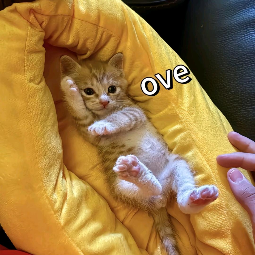 一威格特会籍顾问 小刘