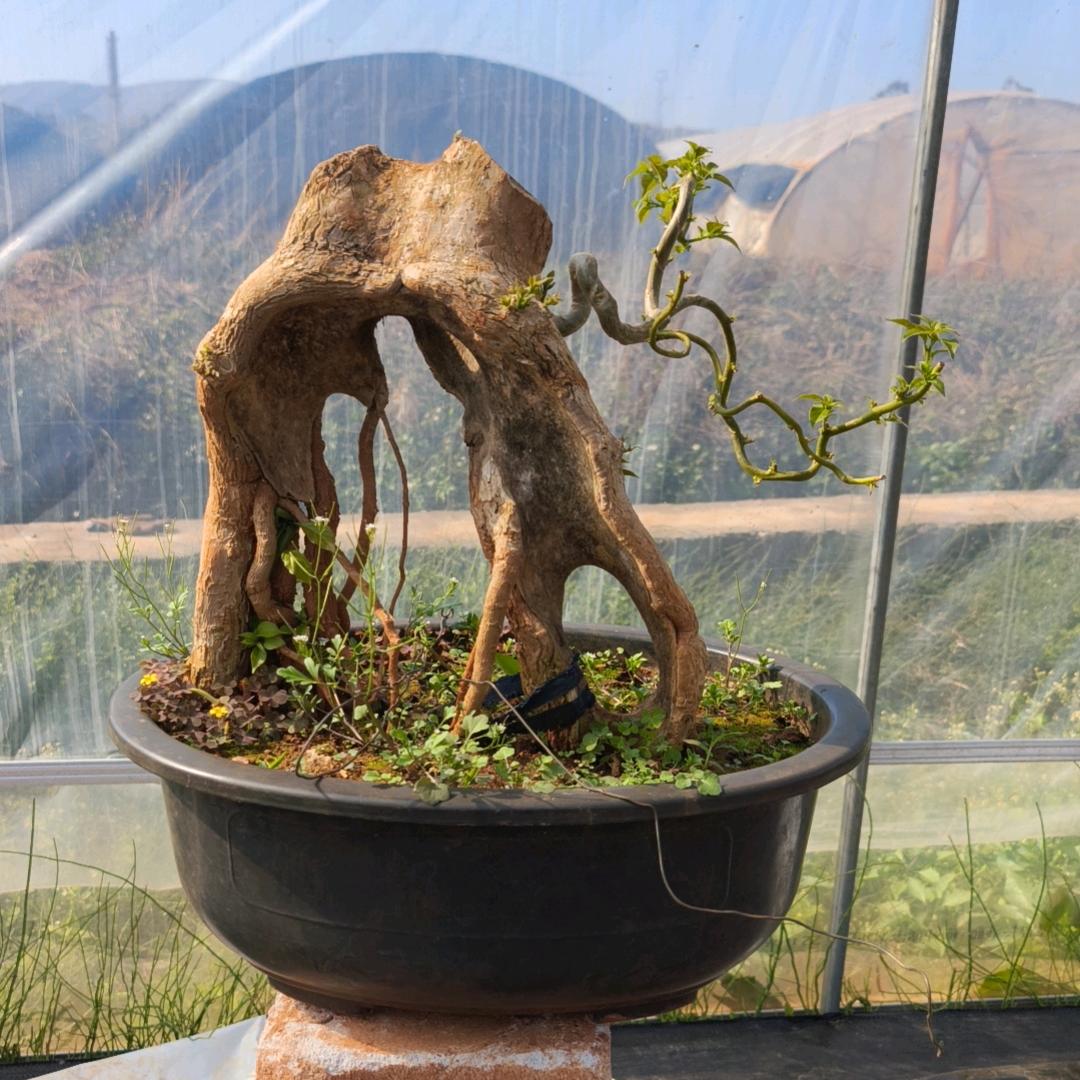 三个棚花卉种植园