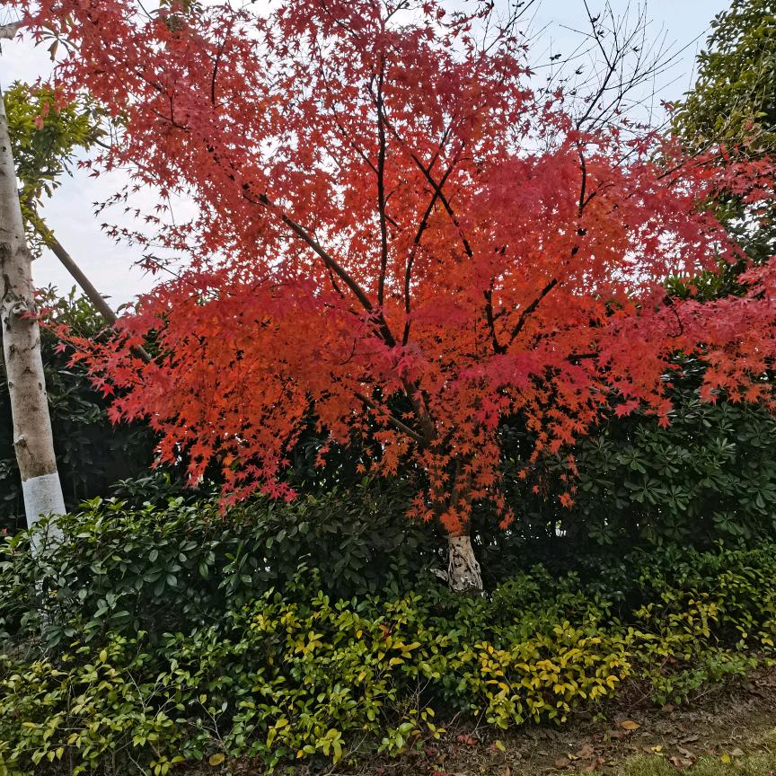 香菜（晚上8点开播）