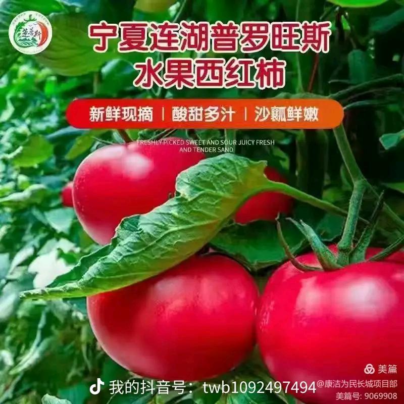 连湖小汤西红柿