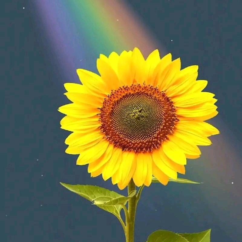 向日葵🌻🌻